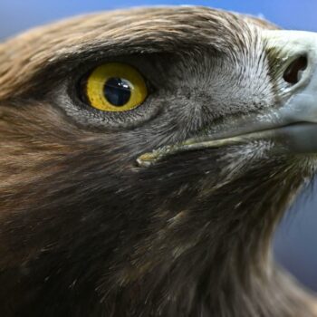 Steinadler greift Kleinkind „wie ein Beutetier“ aus der Luft an