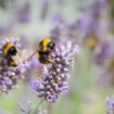 Gardeners told exactly what to plant next to lavender so it 'flourishes'