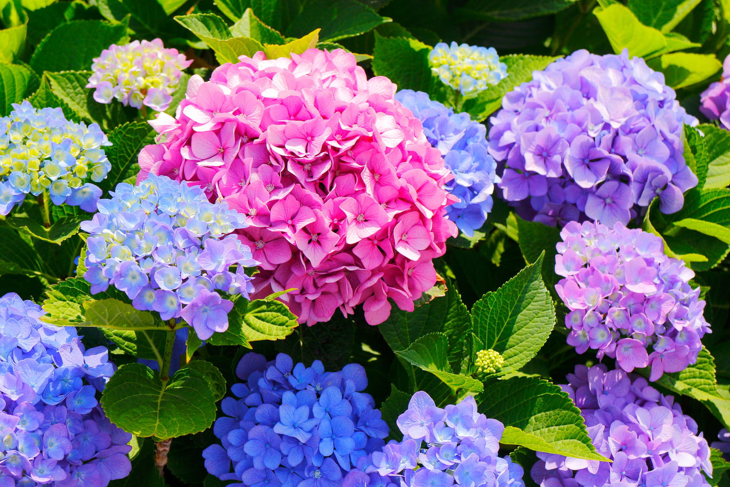 Le conseil gratuit des jardiniers pour redonner vie aux hortensias fanés en quelques minutes