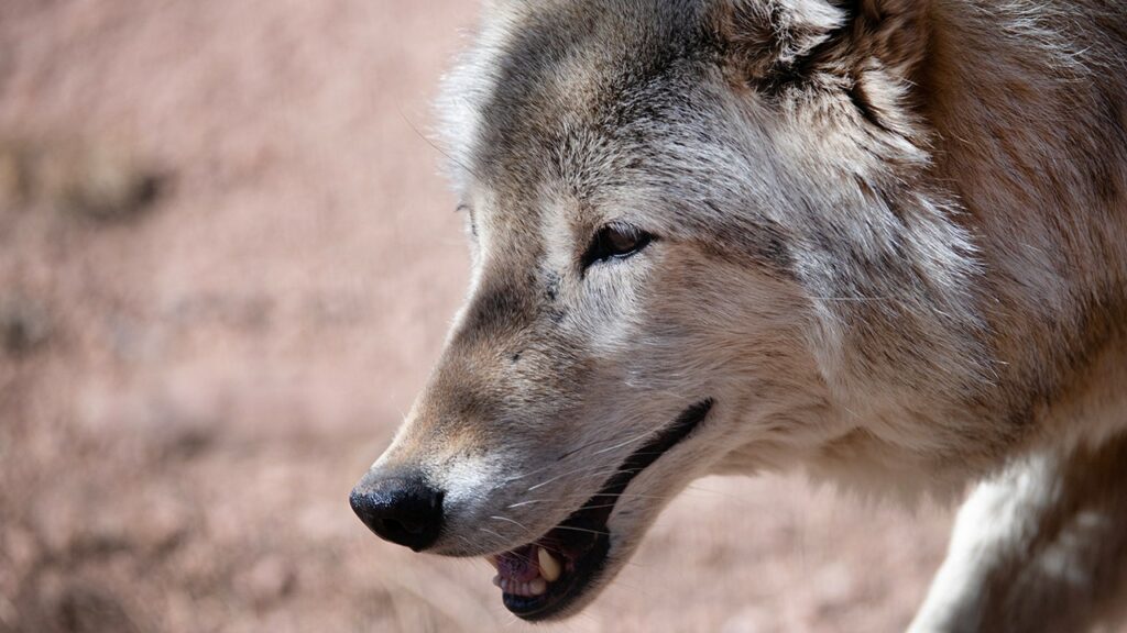 Wolves reintroduced in Colorado blamed for repeated attacks on livestock