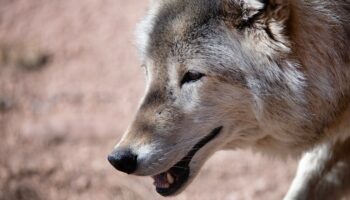 Wolves reintroduced in Colorado blamed for repeated attacks on livestock