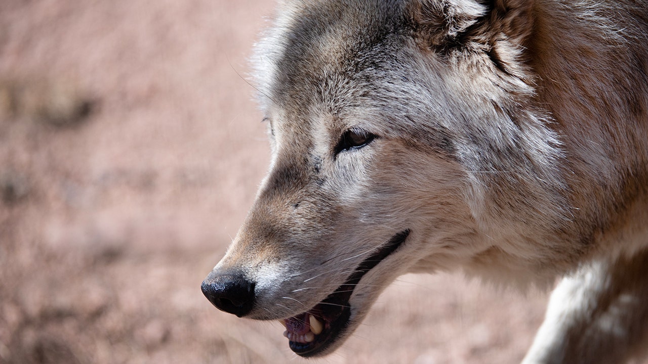 Wolves reintroduced in Colorado blamed for repeated attacks on livestock