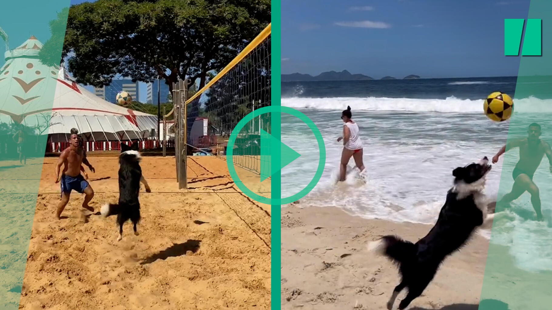 Sur TikTok, la star du footvolley brésilien est un border collie surdoué nommé Floki