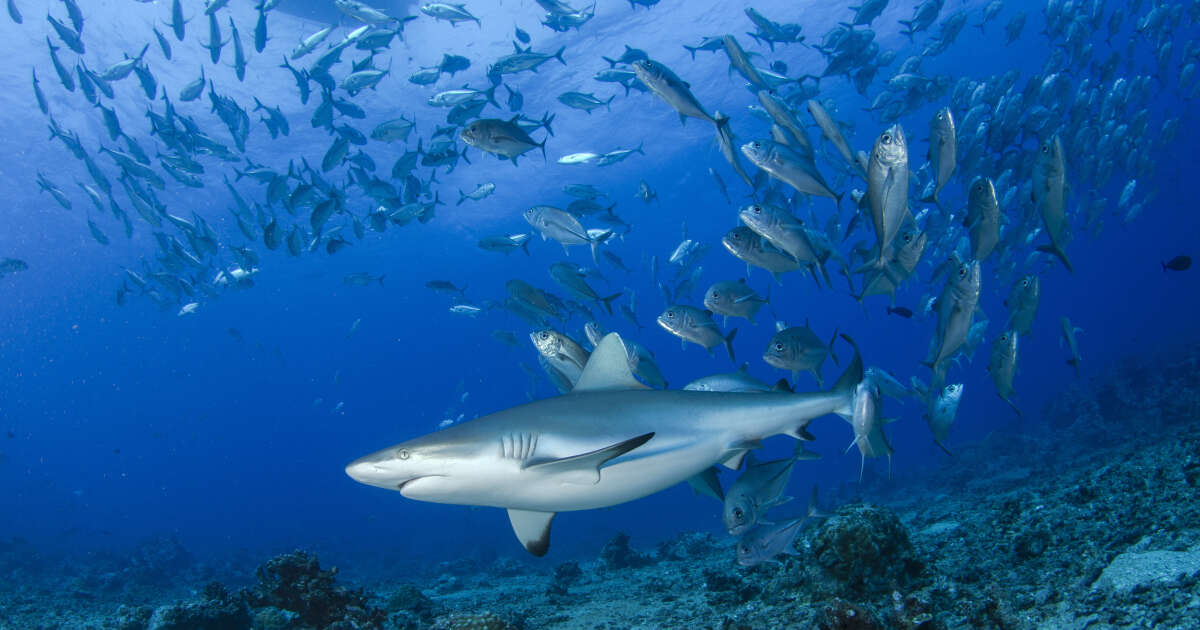 Les requins quittent les récifs coralliens quand l’eau est trop chaude