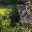 Une équipe spécialisée pour abattre un loup déployée dans les Ardennes