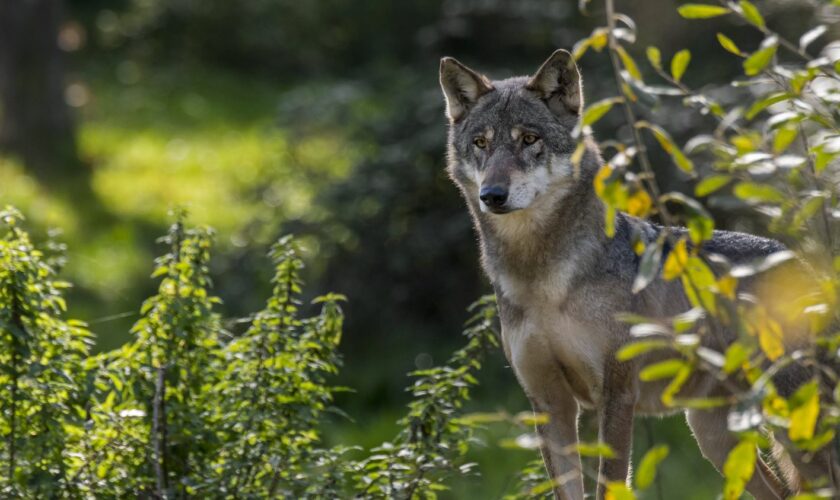 Une équipe spécialisée pour abattre un loup déployée dans les Ardennes