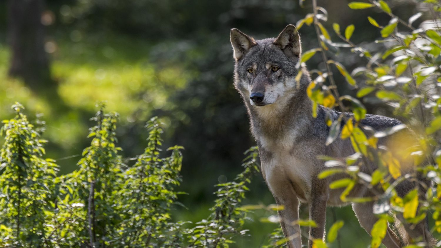 Une équipe spécialisée pour abattre un loup déployée dans les Ardennes