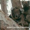 VIDEO. Australie : cinq ans après l'"Eté noir" des incendies, les koalas sont de retour sur l'île Kangourou