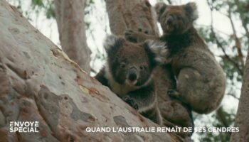 VIDEO. Australie : cinq ans après l'"Eté noir" des incendies, les koalas sont de retour sur l'île Kangourou