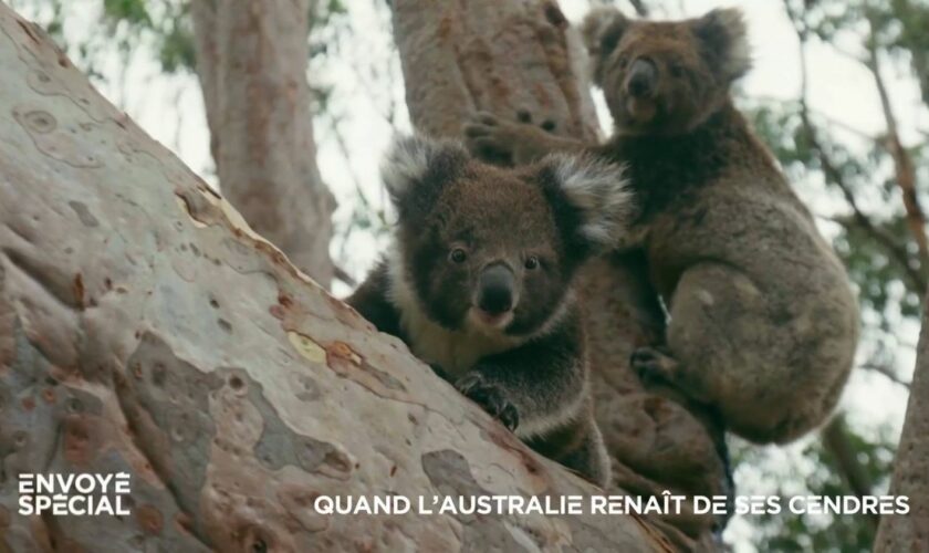 VIDEO. Australie : cinq ans après l'"Eté noir" des incendies, les koalas sont de retour sur l'île Kangourou