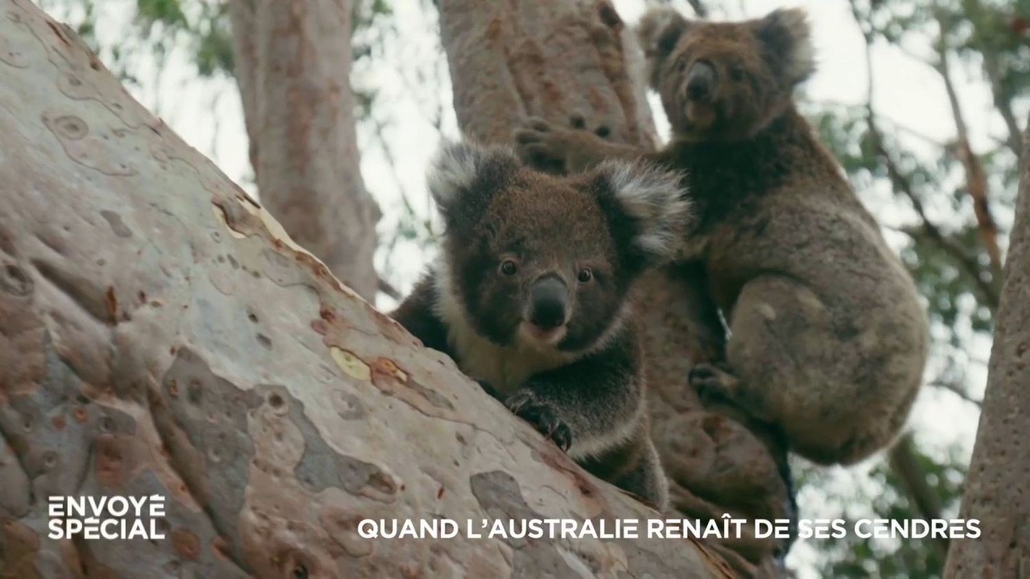 VIDEO. Australie : cinq ans après l'"Eté noir" des incendies, les koalas sont de retour sur l'île Kangourou