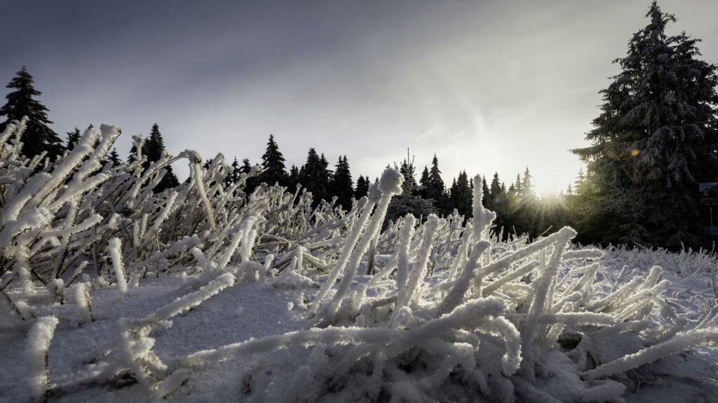 Neige : de premiers flocons en France, les Vosges battent même un record de précocité