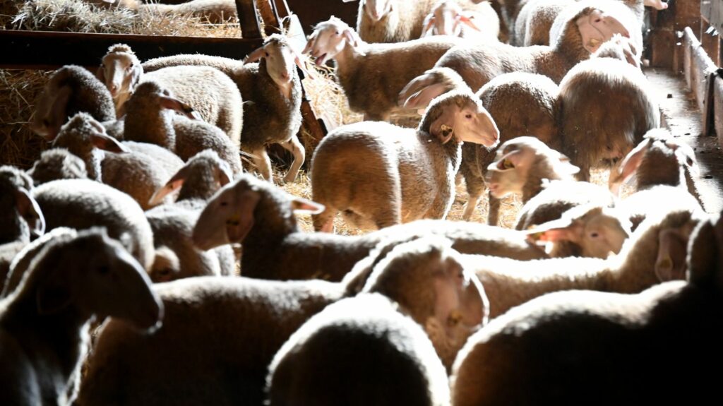 Fièvre catarrhale ovine : près de 2 000 foyers désormais confirmés en France