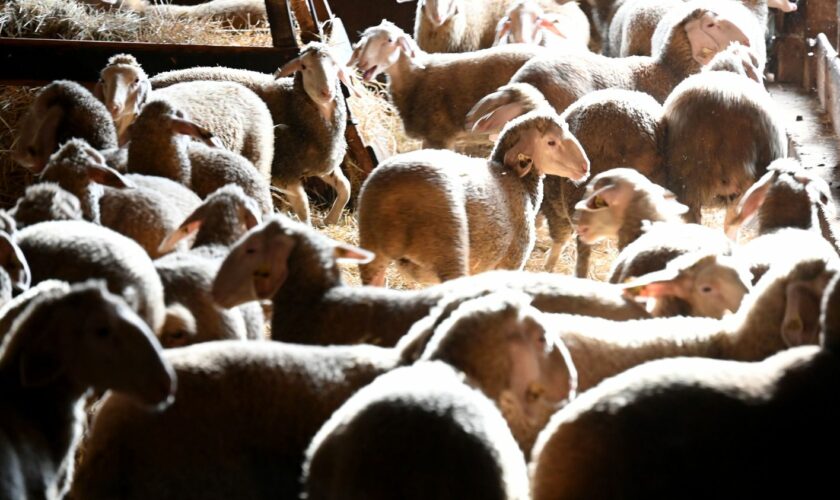 Fièvre catarrhale ovine : près de 2 000 foyers désormais confirmés en France