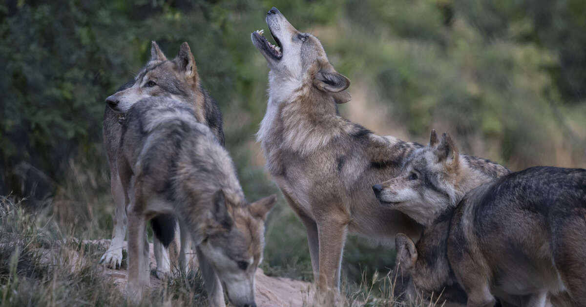 Des loups tueurs d’enfants sèment la panique en Inde