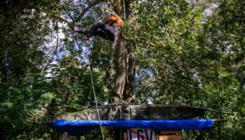 Après l’A69, des écologistes s’opposent dans les arbres à la LGV Bordeaux-Toulouse