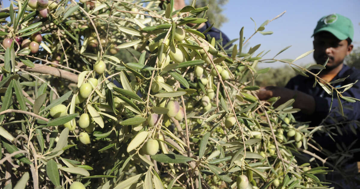 L’Arabie saoudite à l’assaut du marché de l’huile d’olive