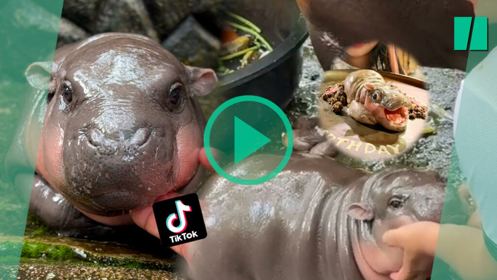 Ce bébé hippopotame nain est devenu une star en Thaïlande, au détriment de sa santé