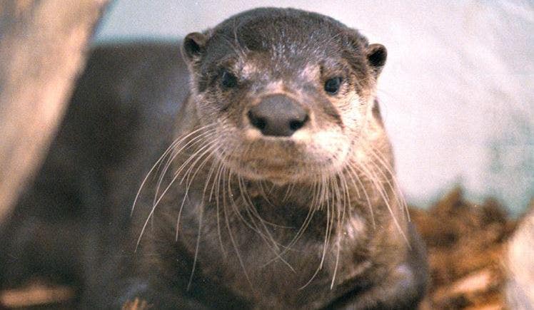 River otter drags young Washington state child underwater, attacks mother: officials