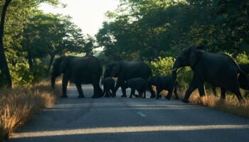 Après la Namibie, le Zimbabwe aussi contraint à une solution extrême pour nourrir sa population