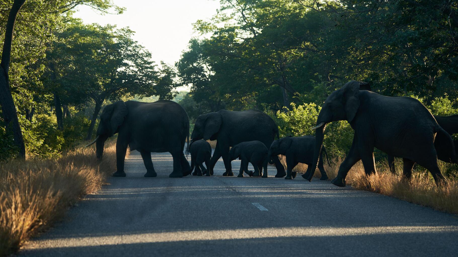 Après la Namibie, le Zimbabwe aussi contraint à une solution extrême pour nourrir sa population