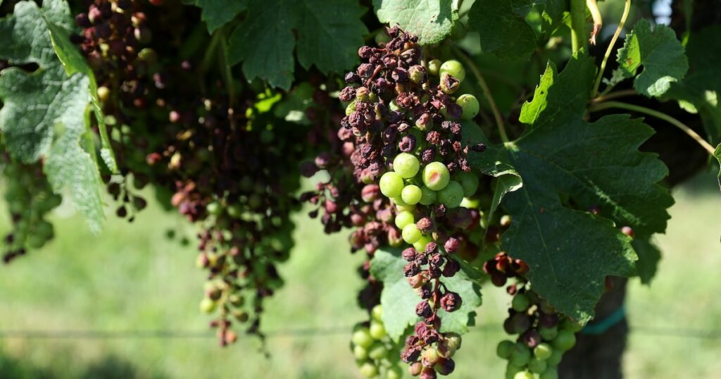 Alors que les vendanges devraient s'étaler jusqu'à fin septembre, le mildiou, parasite mi-algue mi-champignon, a frappé de plein fouet les vignobles de Nouvelle-Aquitaine avec 90% des vignes touchées à plus ou moins grande échelle