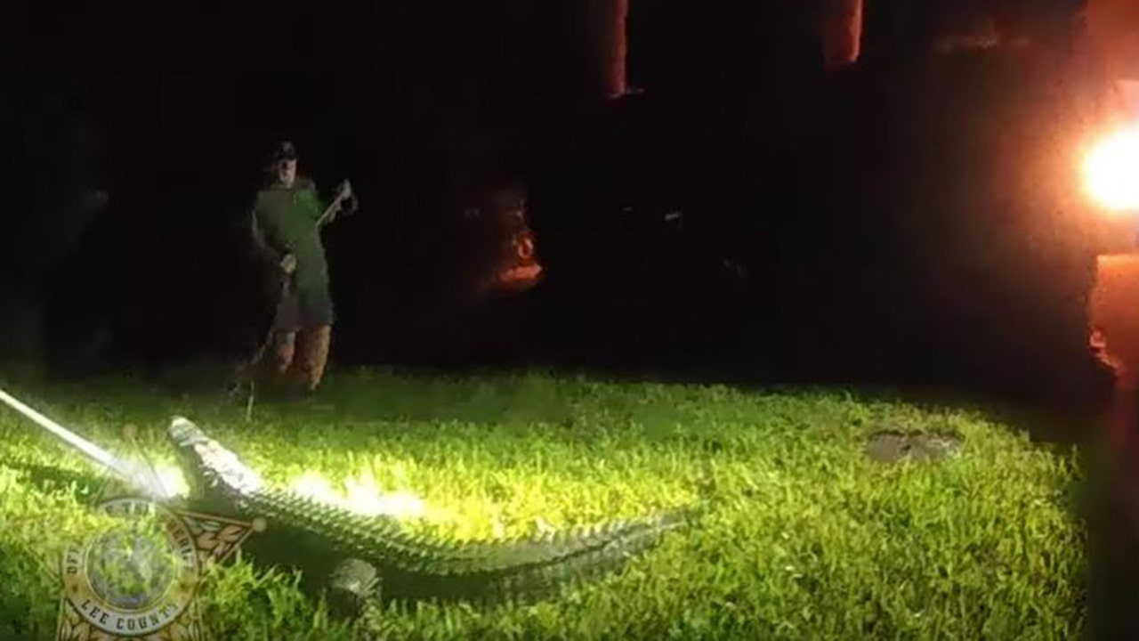 Florida officials caught on camera wrangling 8-foot alligator lurking around front yard of home