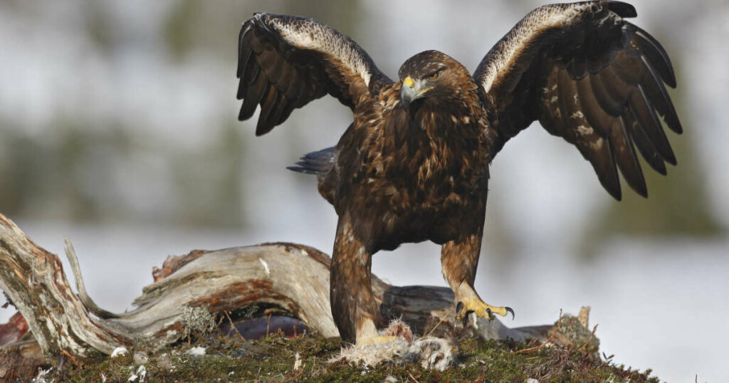 En Norvège, une multiplication d’attaques d’aigles, un phénomène sans précédent