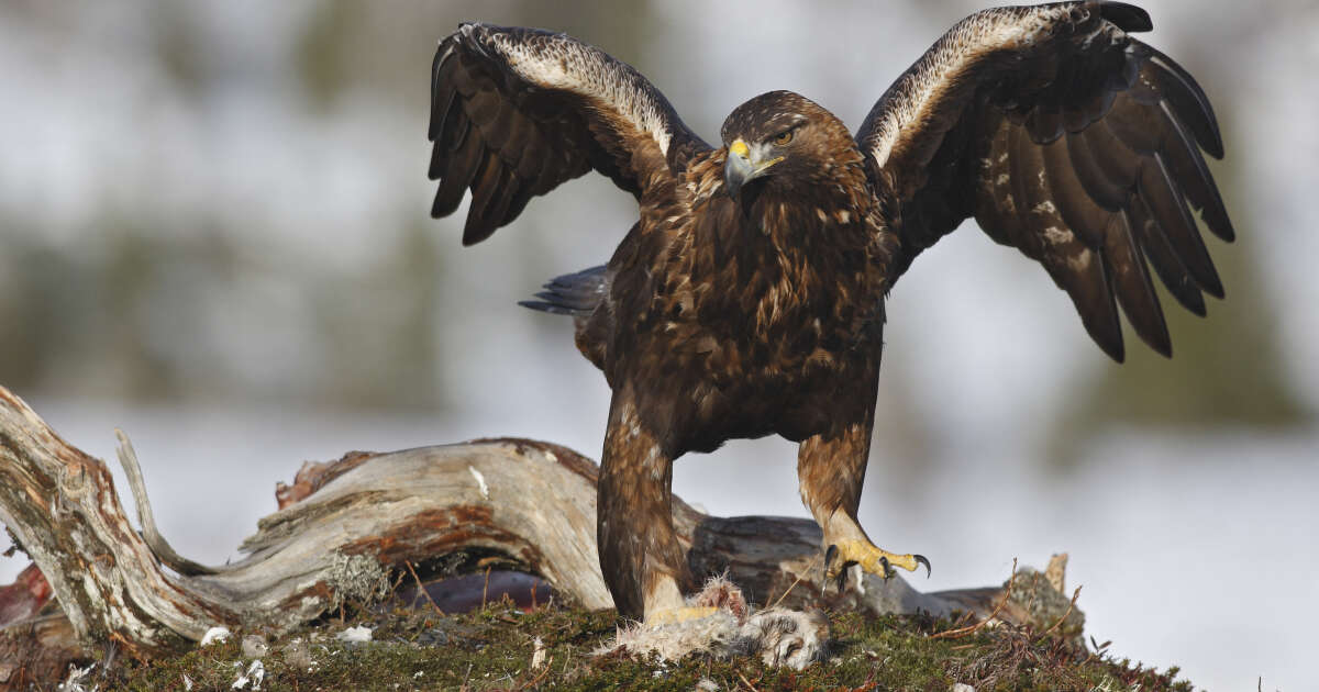 En Norvège, une multiplication d’attaques d’aigles, un phénomène sans précédent