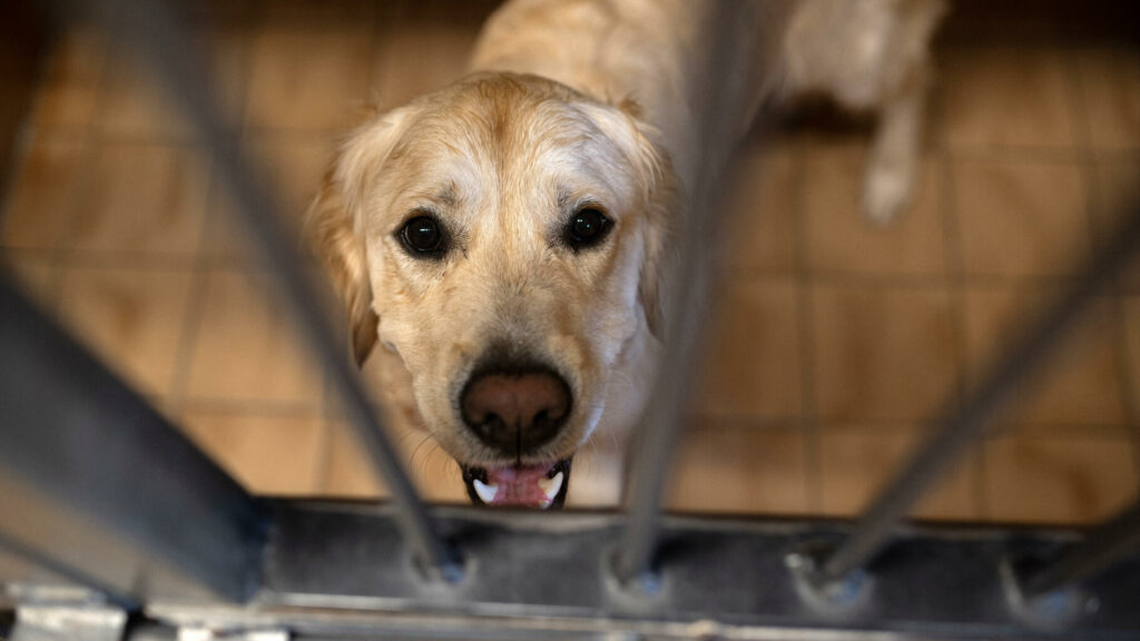 La SPA déplore un nouvel été « critique » après 8 000 abandons d’animaux en deux mois