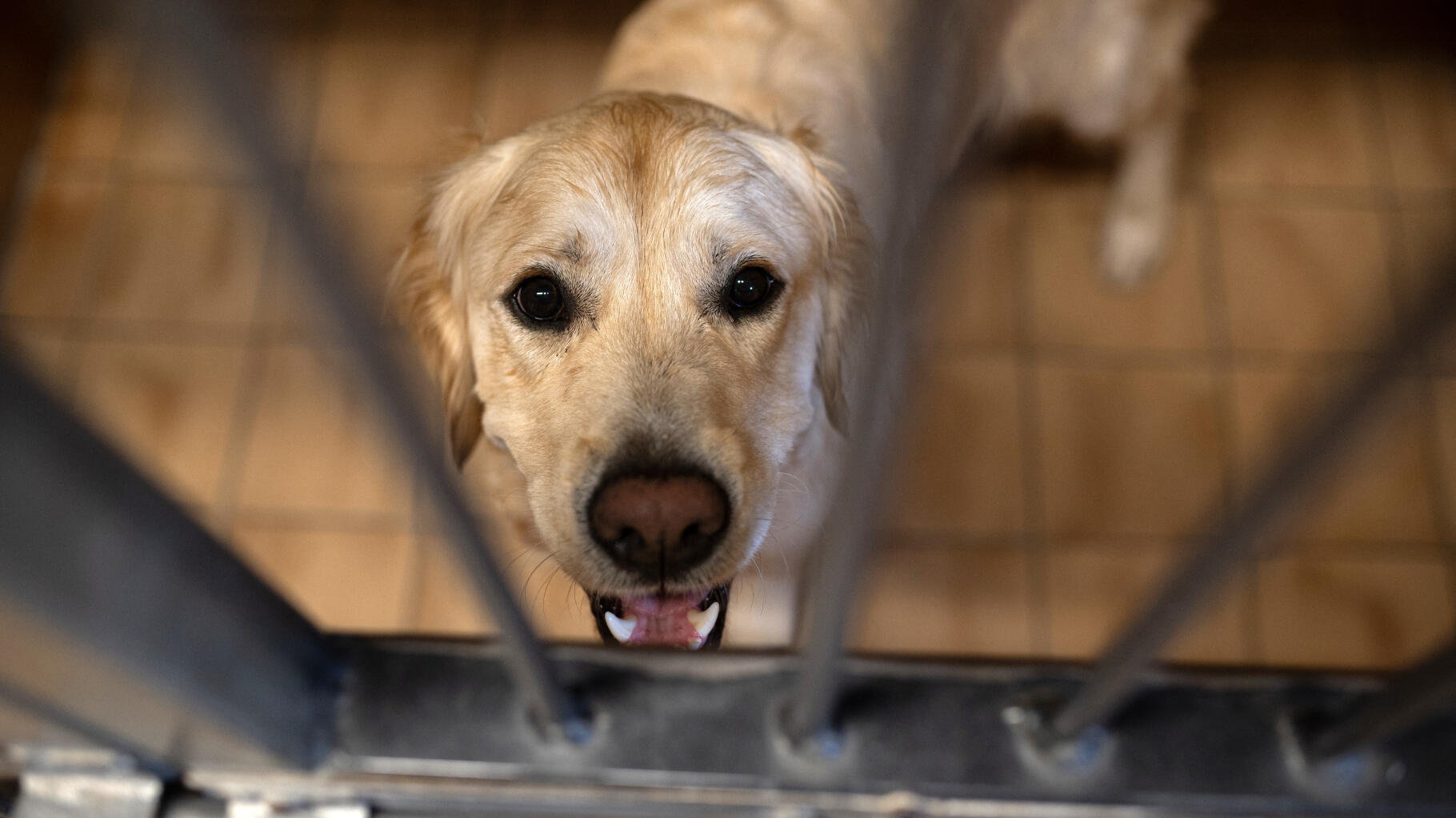 La SPA déplore un nouvel été « critique » après 8 000 abandons d’animaux en deux mois