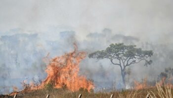 Un feu ravage une réserve de Brasilia, le plus grand incendie dans la capitale brésilienne en 2024