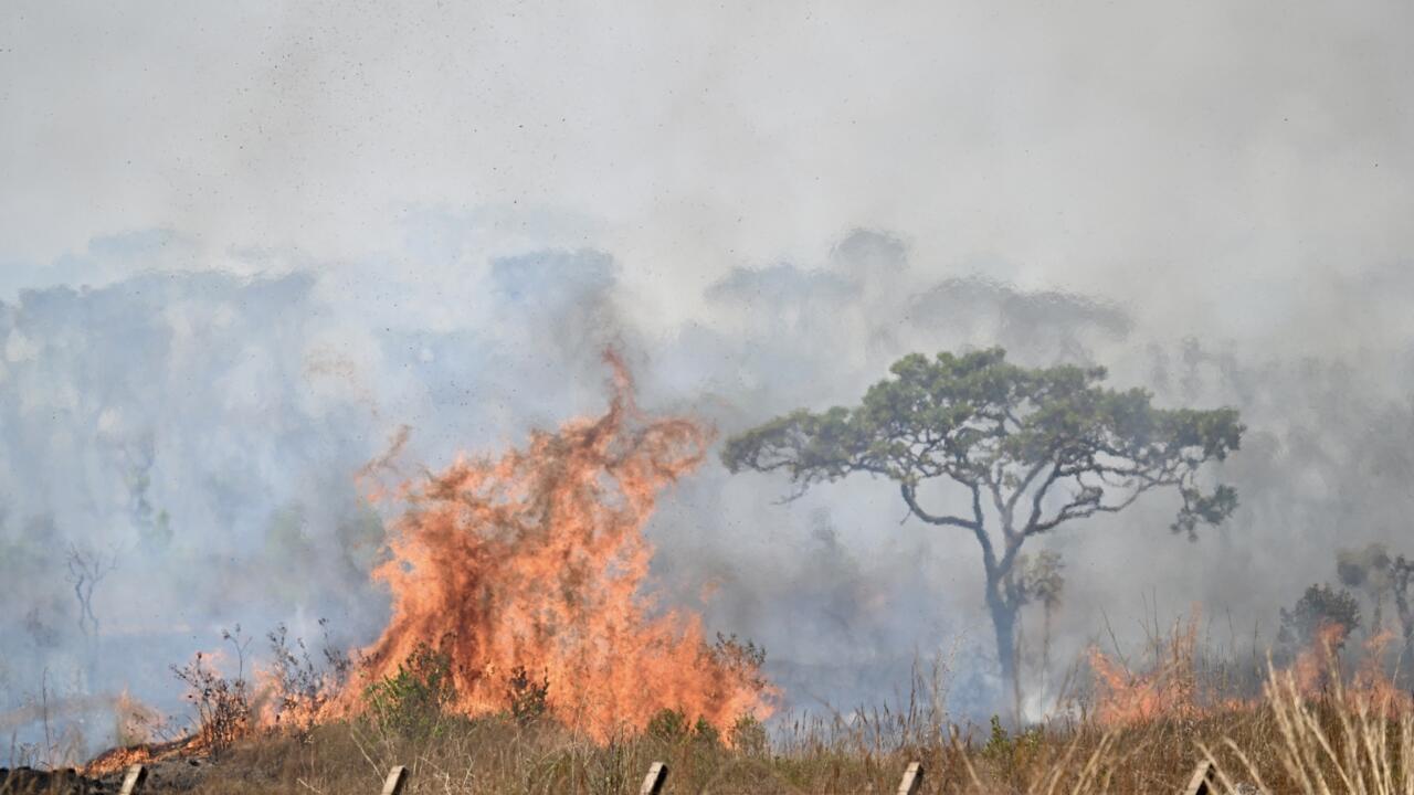 Un feu ravage une réserve de Brasilia, le plus grand incendie dans la capitale brésilienne en 2024