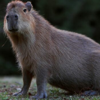 Capybaras are the largest living rodents. File pic: Reuters