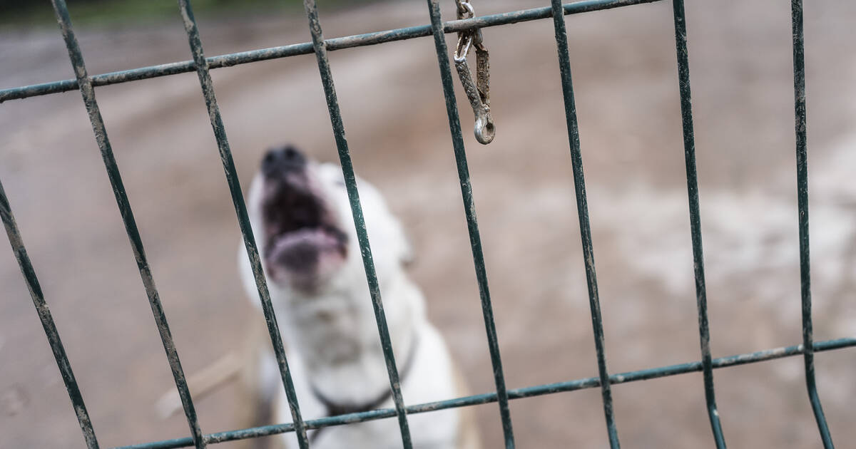 Près de 8 000 animaux recueillis et des adoptions toujours en baisse, la SPA dévoile le bilan «compliqué» de l’été 2024