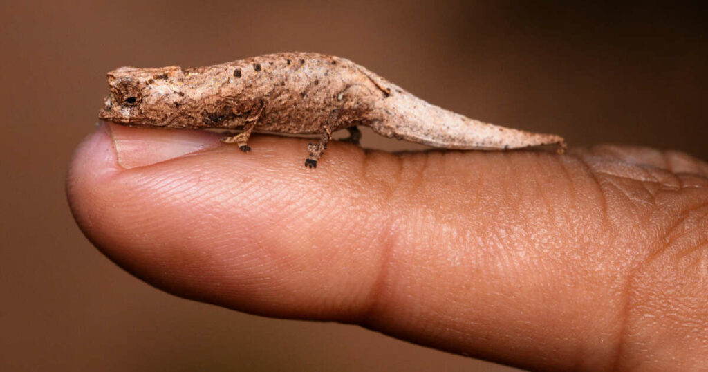 Un nouveau caméléon miniature découvert par des touristes à Madagascar