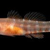 New 'grumpy' fish species discovered