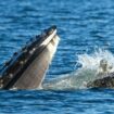 Le moment où cette baleine a failli avaler un phoque immortalisé par hasard par un photographe