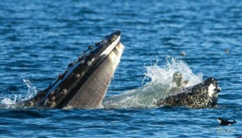 Le moment où cette baleine a failli avaler un phoque immortalisé par hasard par un photographe