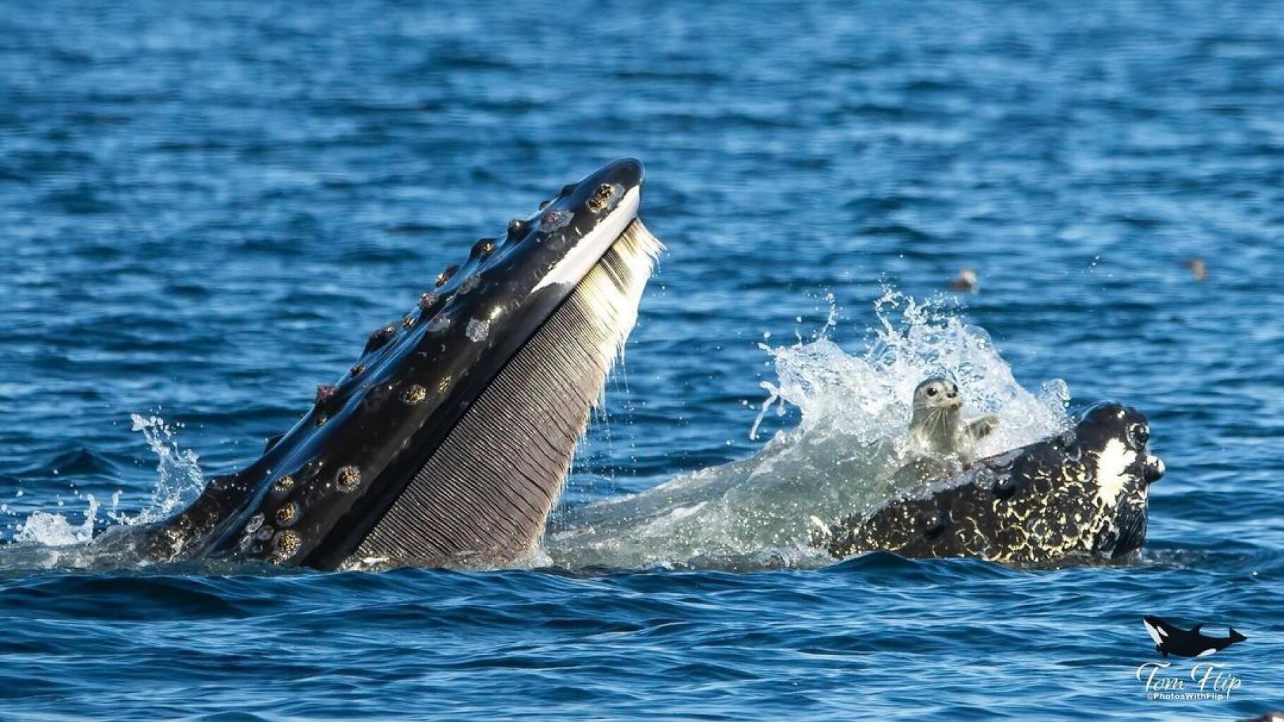 Le moment où cette baleine a failli avaler un phoque immortalisé par hasard par un photographe