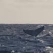 Tourisme : l'observation des baleines en mer, une excursion risquée pour les cétacés