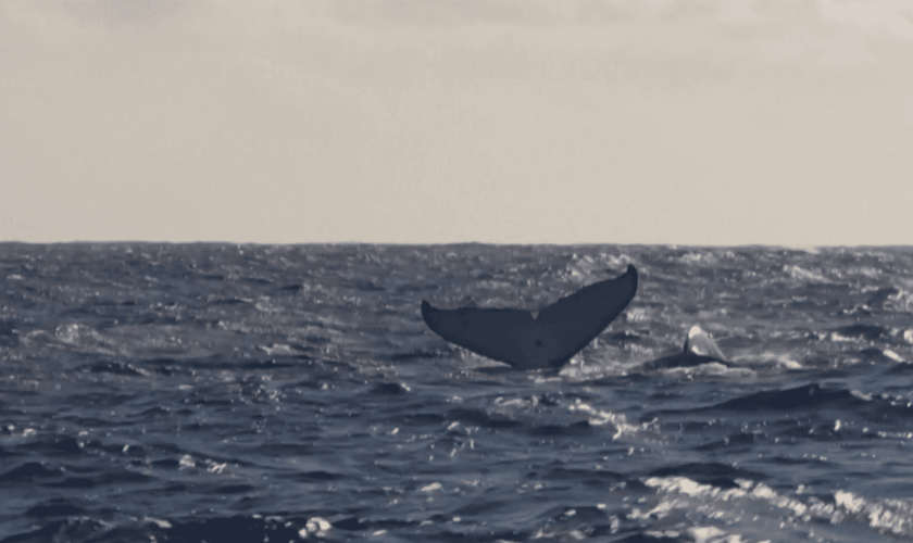 Tourisme : l'observation des baleines en mer, une excursion risquée pour les cétacés