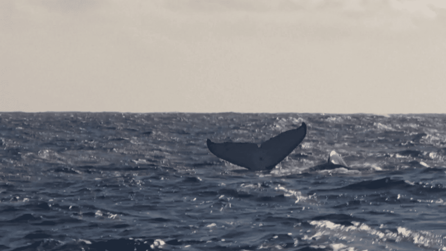 Tourisme : l'observation des baleines en mer, une excursion risquée pour les cétacés