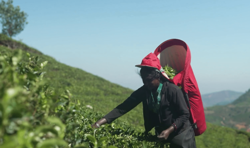 Agriculture : au Sri Lanka, le thé vaut de l'or