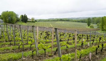 Crise du vin : la France soumet un vaste plan d'arrachage des vignes à la Commission européenne