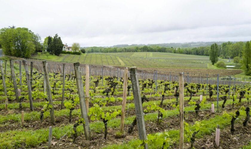 Crise du vin : la France soumet un vaste plan d'arrachage des vignes à la Commission européenne