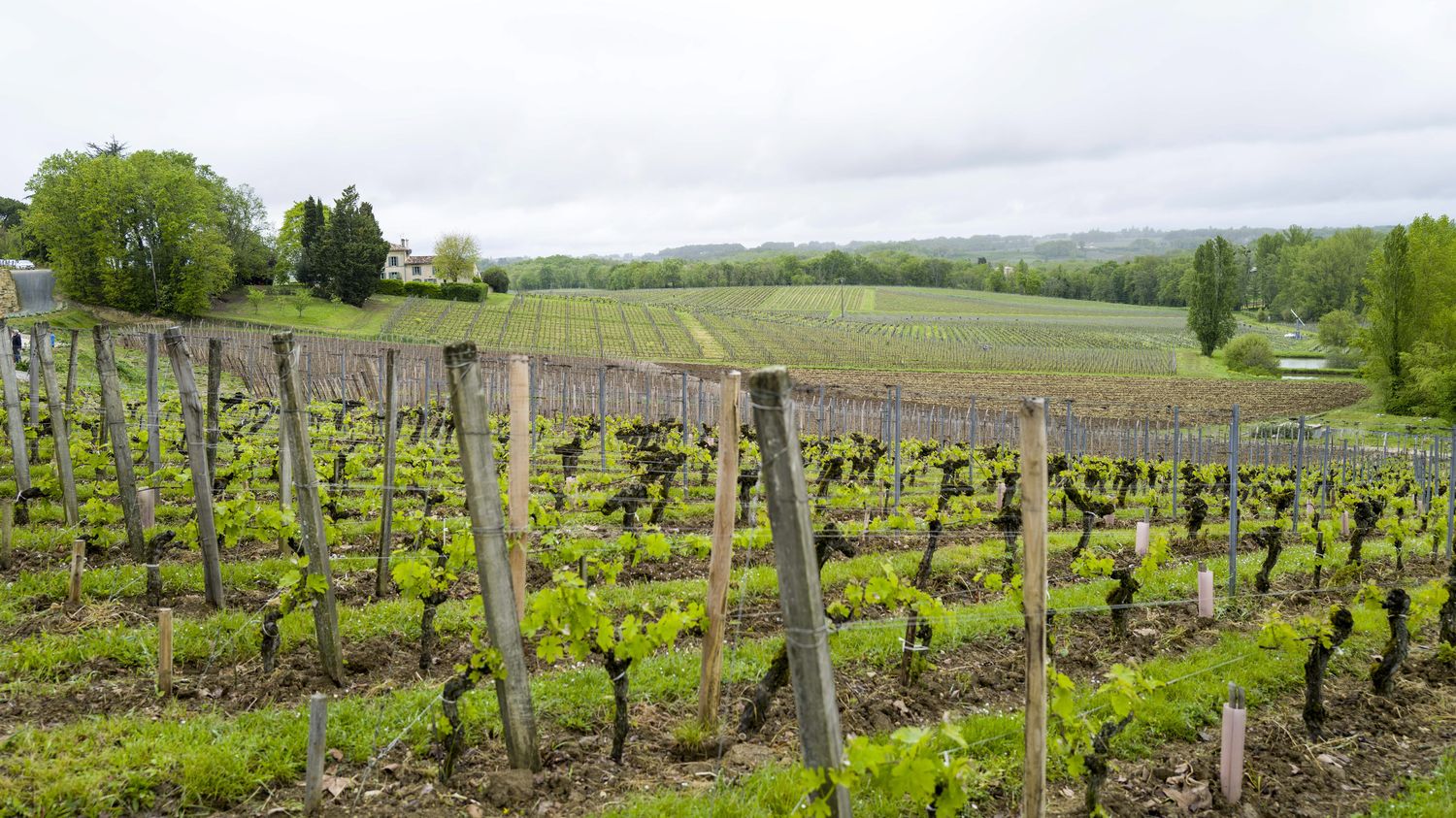 Crise du vin : la France soumet un vaste plan d'arrachage des vignes à la Commission européenne