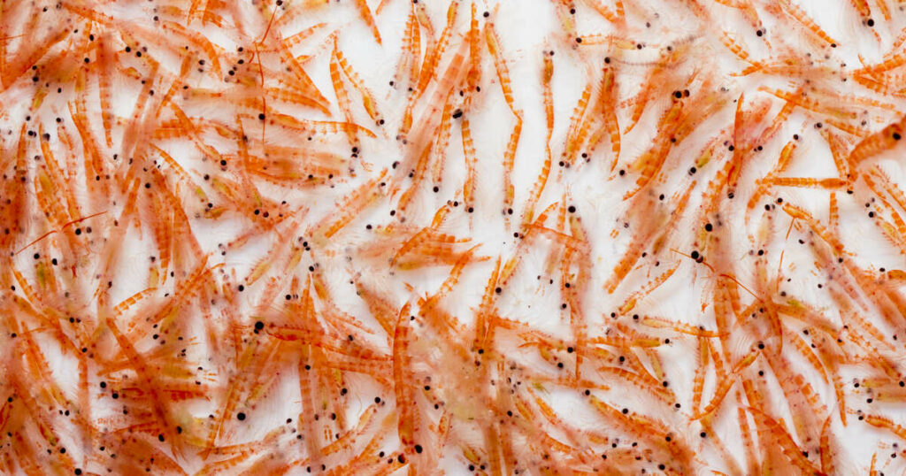 Les excréments du krill, un réservoir de stockage du carbone mésestimé