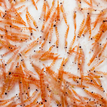 Les excréments du krill, un réservoir de stockage du carbone mésestimé