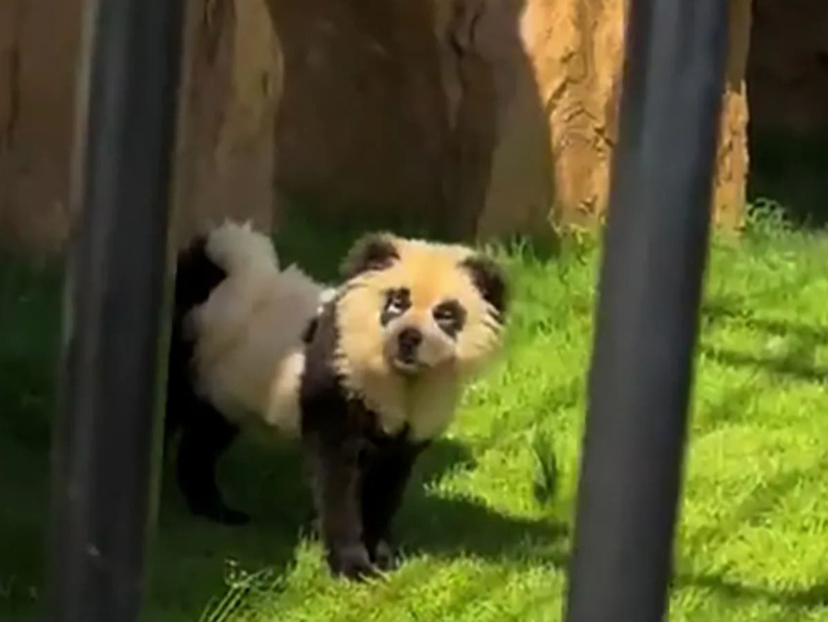 Chinese zoo admits that their pandas are ‘painted dogs’ after backlash from visitors